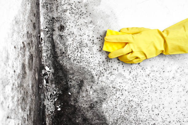 Best Attic Mold Remediation in Eagle River, WI
