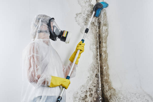 Best Emergency Mold Remediation in Eagle River, WI