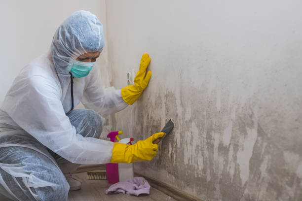 Best Residential Mold Remediation in Eagle River, WI