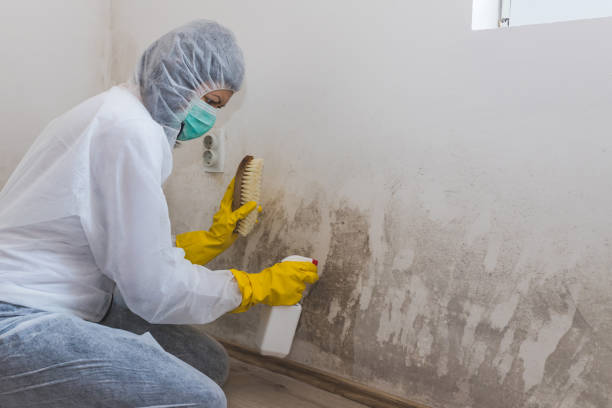Best Post-Flood Mold Remediation in Eagle River, WI
