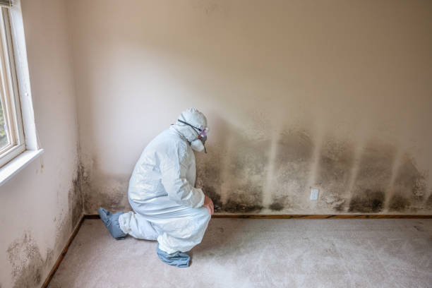 Best Kitchen Mold Remediation in Eagle River, WI