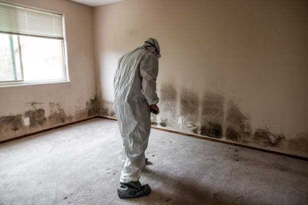 Best Bathroom Mold Remediation in Eagle River, WI
