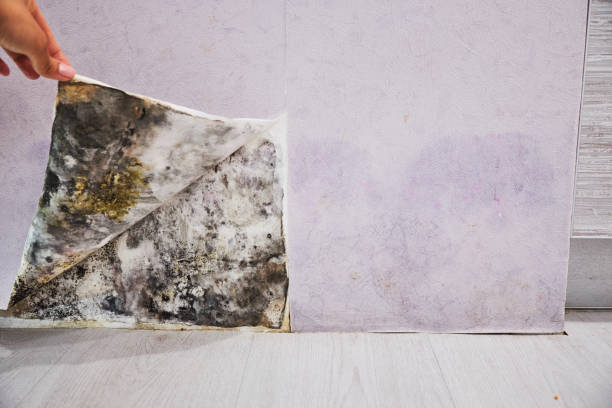Best DIY Mold Remediation Support Services in Eagle River, WI